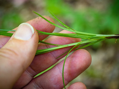 Carex oligocarpa