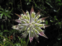 Astrantia minor