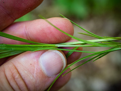 Carex oligocarpa
