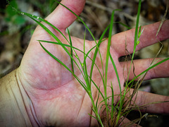 Carex oligocarpa