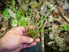 Carex oligocarpa