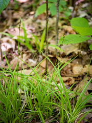Carex communis