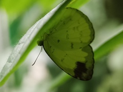 Eurema simulatrix
