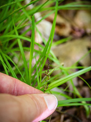 Carex communis