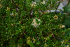 Syzygium buxifolium
