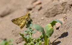 Hylephila ancora
