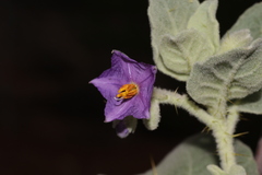 Solanum lasiophyllum
