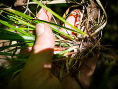Carex communis