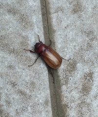 Holochelus