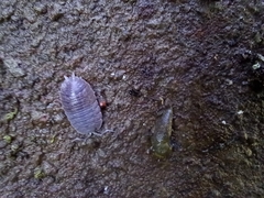 Porcellio dilatatus