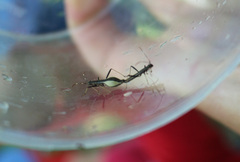 Micrelytra fossularum