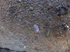 Porcellio dilatatus