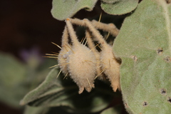 Solanum lasiophyllum