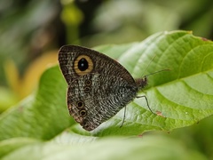 Ypthima baldus