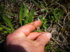 Arenaria serpyllifolia