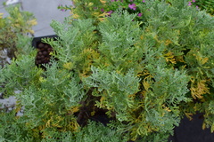 Lavandula pinnata
