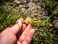 Carex blanda