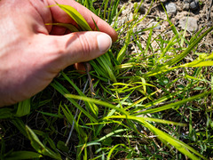 Carex blanda