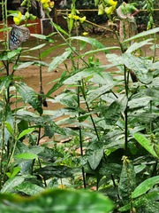 Crotalaria retusa