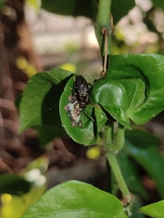 Antiteuchus