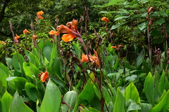 Canna × generalis