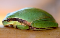 Hyla molleri