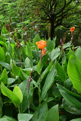 Canna × generalis