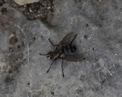 Microphthalma disjuncta