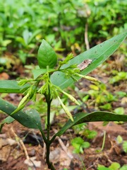 Ixora malabarica