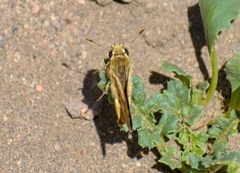 Hylephila ancora