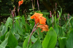 Canna × generalis