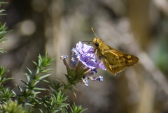 Hylephila ancora