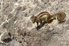 Atlantoxerus getulus