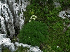 Molopospermum peloponnesiacum