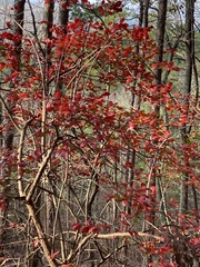 Vaccinium arboreum