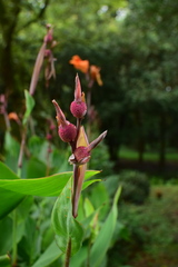Canna × generalis