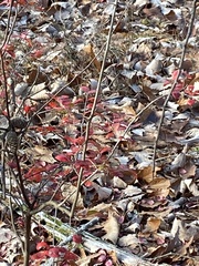 Vaccinium arboreum