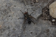 Microphthalma disjuncta