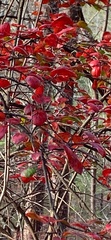 Vaccinium arboreum