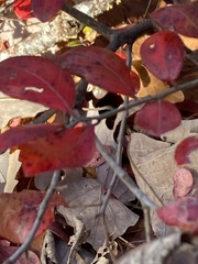 Vaccinium arboreum