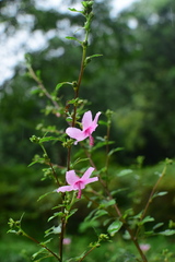 Urena procumbens