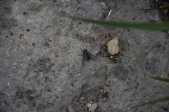 Microphthalma disjuncta