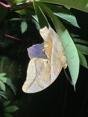 Eryphanis