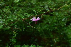 Urena procumbens