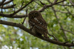 Glaucidium capense