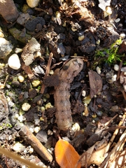Spodoptera latifascia