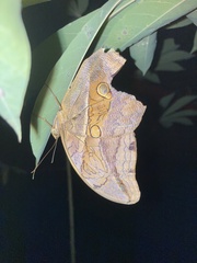 Eryphanis
