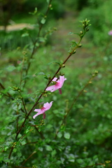Urena procumbens