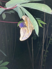 Eryphanis
