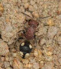 Glossotilla